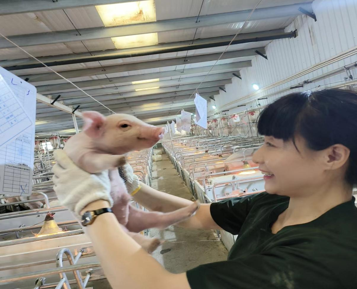 快乐养猪 快乐生活 - 畜牧养殖、肉羊养殖、生猪养殖-新疆巴州库尔勒